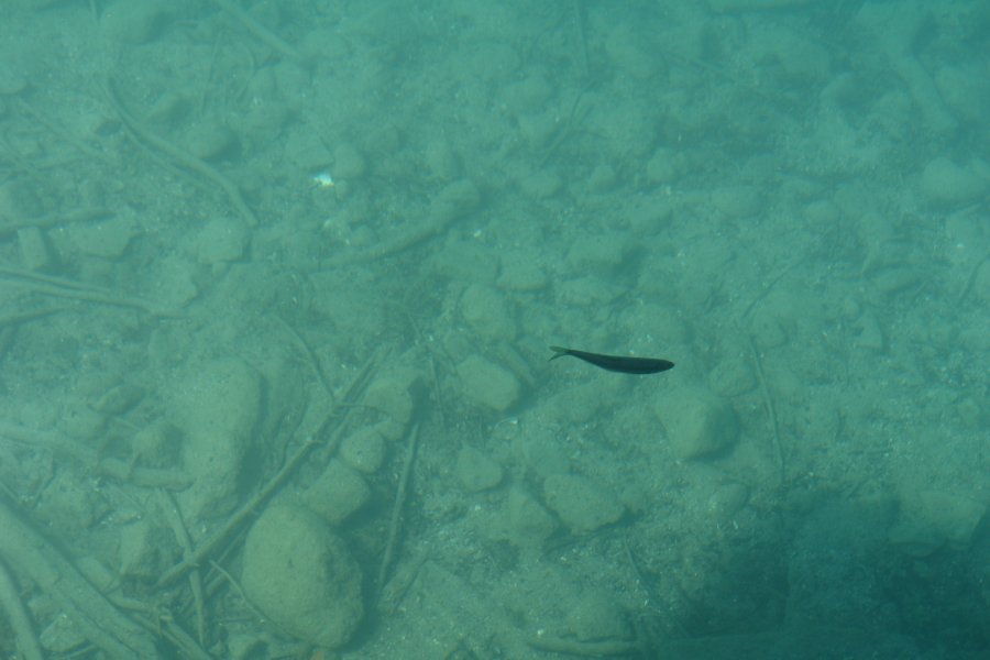 gal/AG24/hallwilersee/DSC08436.JPG