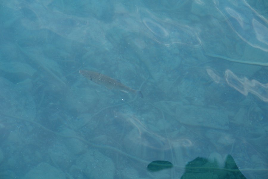 gal/AG24/hallwilersee/DSC08512.JPG