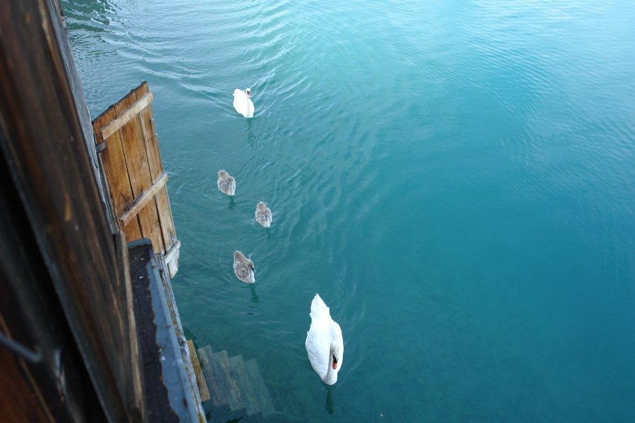 gal/AG24/hallwilersee/DSC08516.JPG