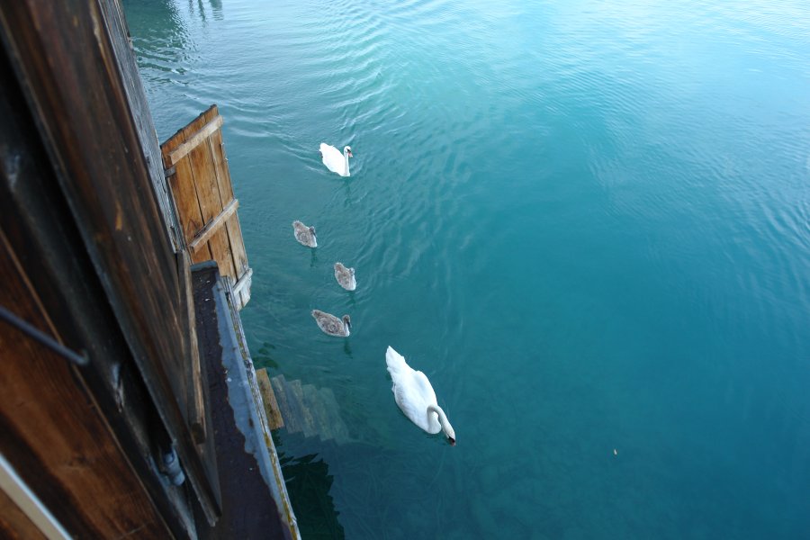 gal/AG24/hallwilersee/DSC08517.JPG