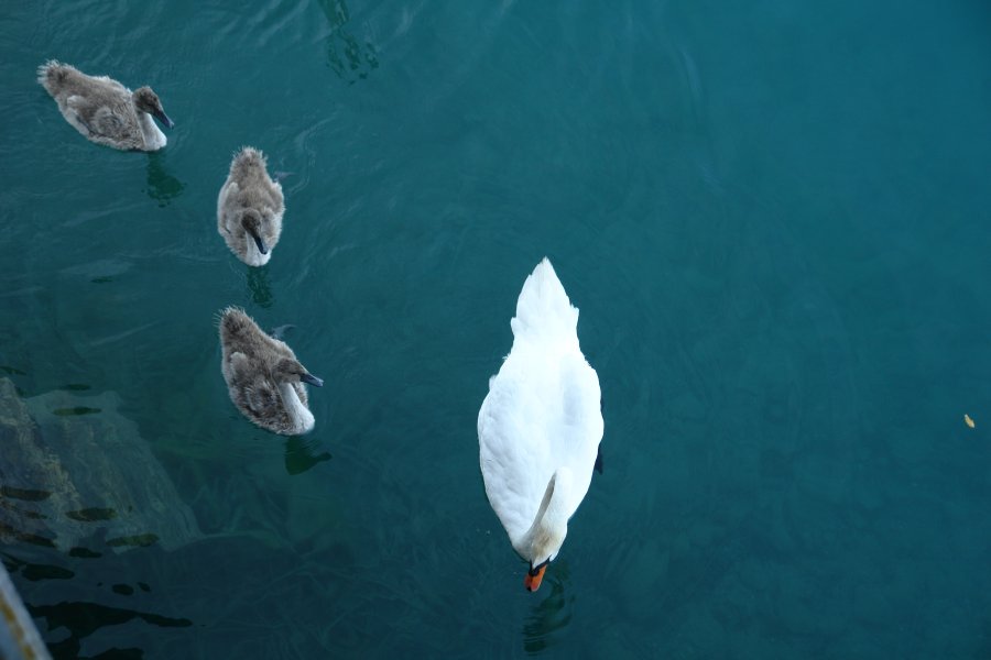 gal/AG24/hallwilersee/DSC08518.JPG