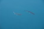 gal/AG24/hallwilersee/_thb_DSC08676.JPG