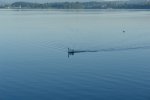 gal/AG24/hallwilersee/_thb_DSC08677.JPG