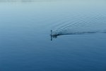 gal/AG24/hallwilersee/_thb_DSC08678.JPG
