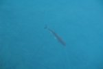 gal/AG24/hallwilersee/_thb_DSC08679.JPG