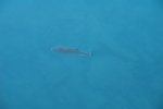 gal/AG24/hallwilersee/_thb_DSC08681.JPG