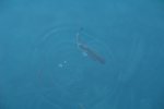 gal/AG24/hallwilersee/_thb_DSC08684.JPG