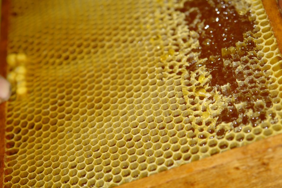 gal/diverses/Bienenexkursion11/DSC07217.JPG