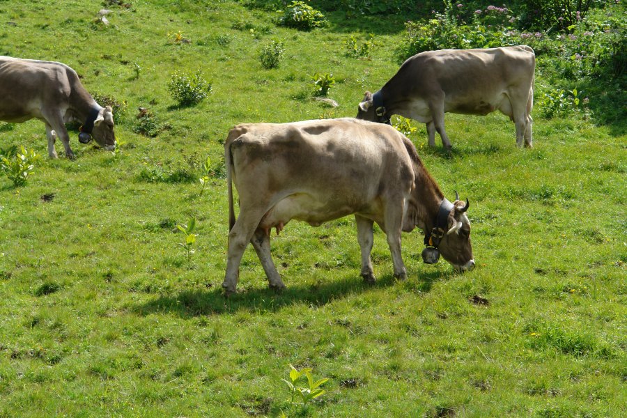 gal/diverses/Buendnerlandtour08/DSC01453.JPG