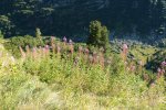 gal/diverses/Interlaken/_thb_DSC08919.JPG