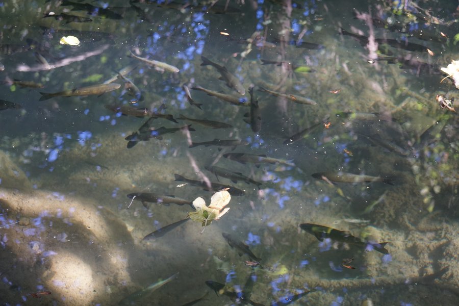 gal/diverses/Kroatien2016/DSC07809.JPG