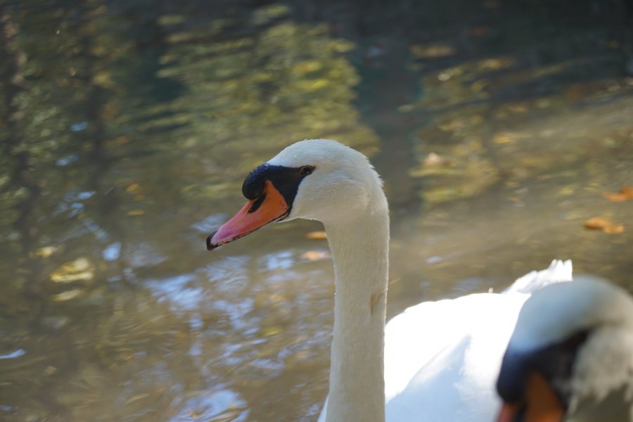 gal/diverses/Kroatien2016/DSC07871.JPG