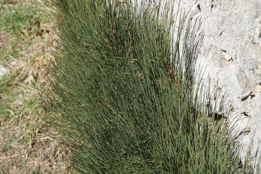 gal/diverses/Kroatien2016/DSC07980.JPG