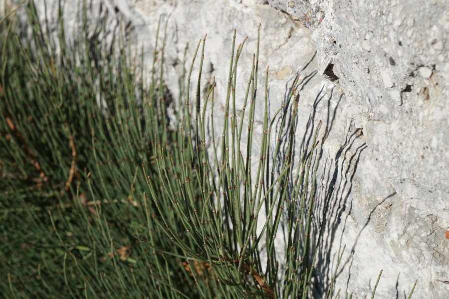 gal/diverses/Kroatien2016/DSC07981.JPG