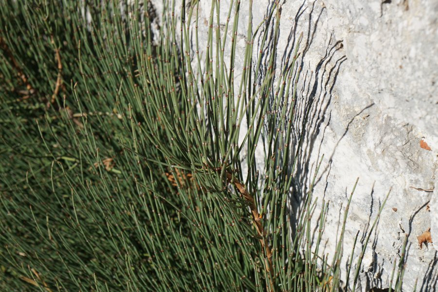 gal/diverses/Kroatien2016/DSC07982.JPG