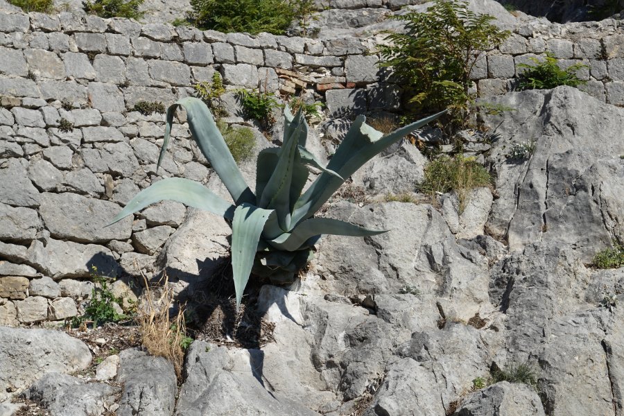 gal/diverses/Kroatien2016/DSC08002.JPG
