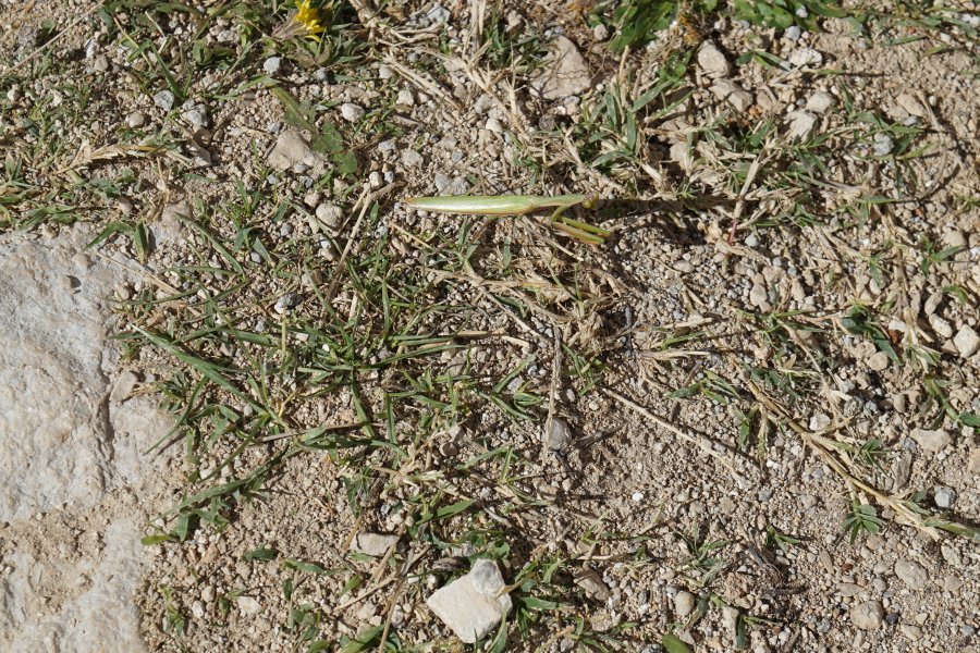 gal/diverses/Kroatien2016/DSC08025.JPG