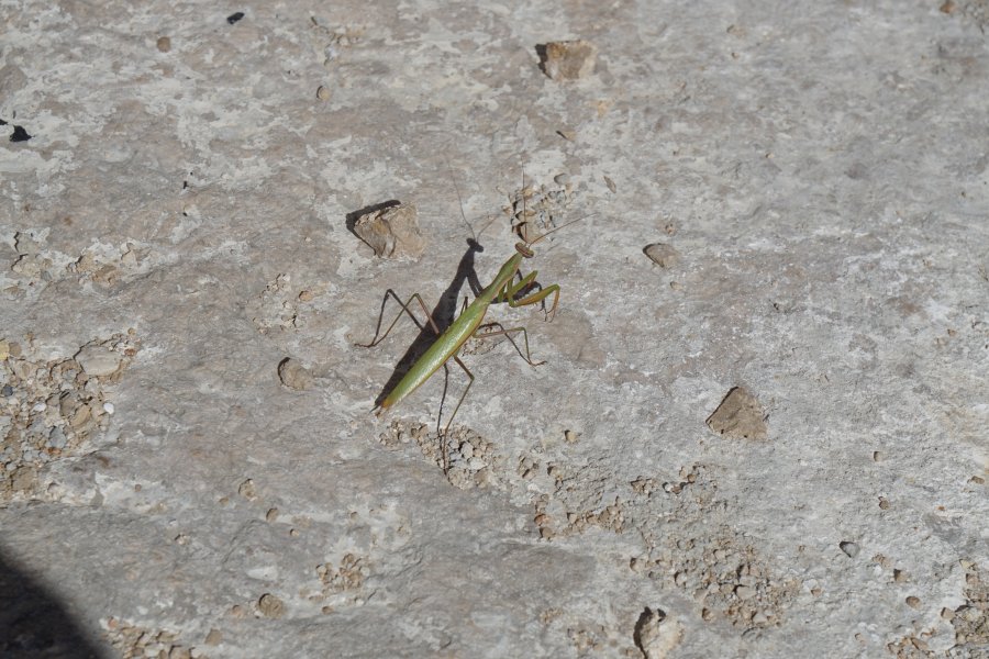 gal/diverses/Kroatien2016/DSC08028.JPG