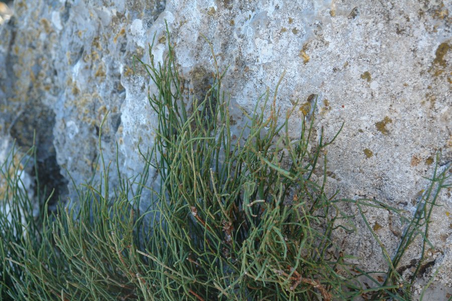 gal/diverses/Mallorca13/DSC09811.JPG