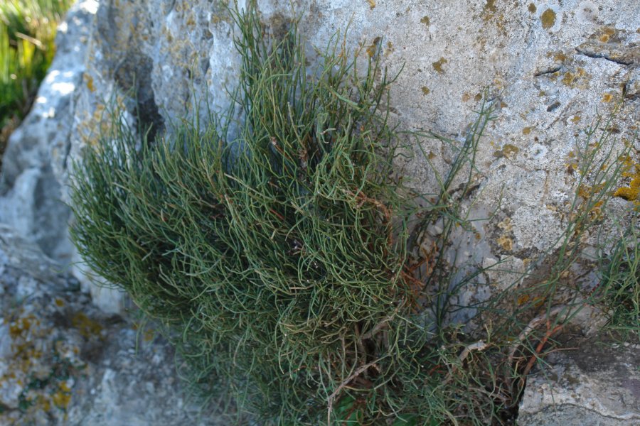 gal/diverses/Mallorca13/DSC09812.JPG