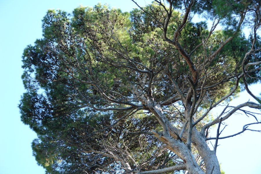 gal/diverses/Mallorca13/DSC09896.JPG