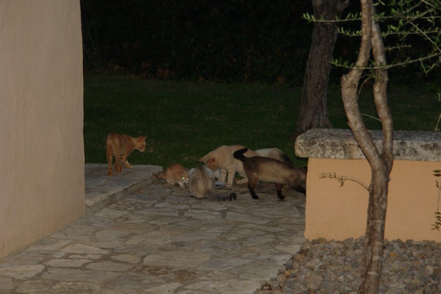 gal/diverses/Mallorca13/DSC09912.JPG