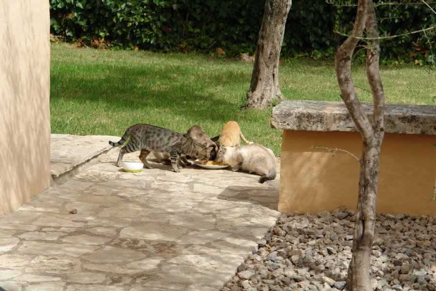 gal/diverses/Mallorca13/DSC09920.JPG