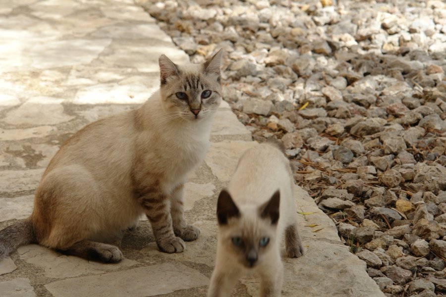 gal/diverses/Mallorca13/DSC09936.JPG