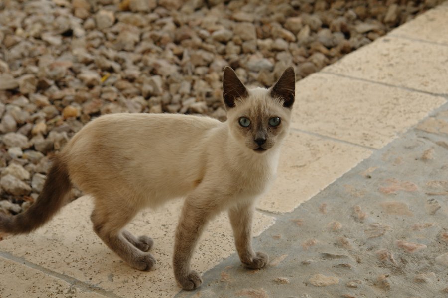 gal/diverses/Mallorca13/DSC09937.JPG