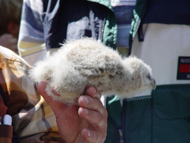 gal/diverses/Naturschutzverein/2007/waldkauz07/DSC02272.JPG