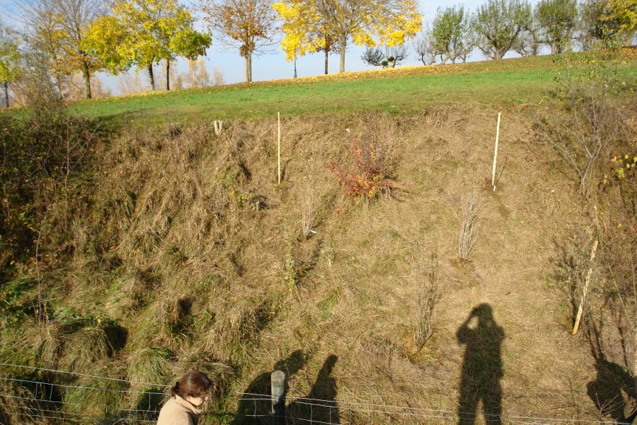 gal/diverses/Naturschutzverein/2008/Einsatz_08112008/DSC03230.JPG