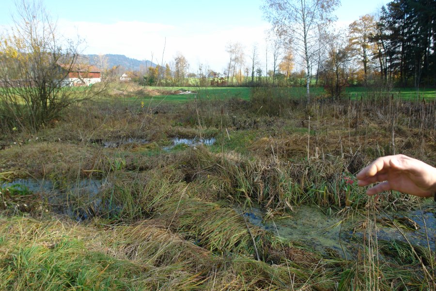 gal/diverses/Naturschutzverein/2008/Einsatz_08112008/DSC03239.JPG
