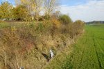 gal/diverses/Naturschutzverein/2008/Einsatz_08112008/_thb_DSC03231.JPG