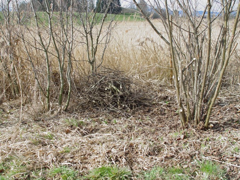gal/diverses/Naturschutzverein/2008/Einsatz_29032008/DSC05771.JPG