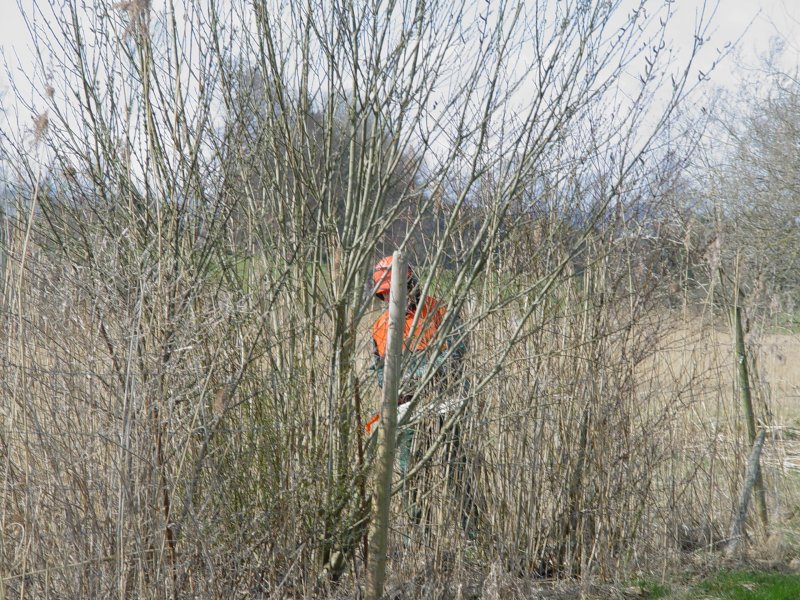 gal/diverses/Naturschutzverein/2008/Einsatz_29032008/DSC05778.JPG