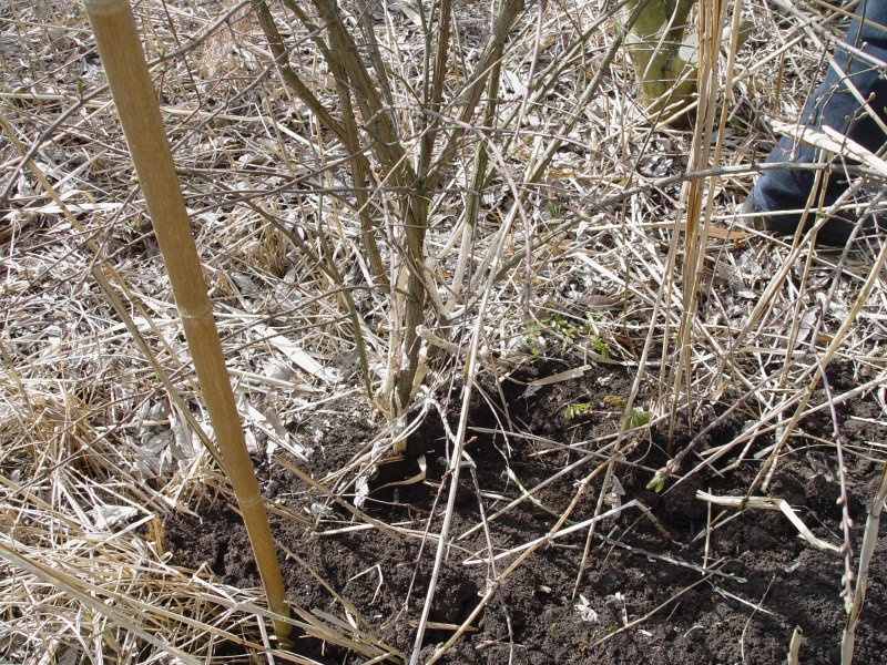 gal/diverses/Naturschutzverein/2008/Einsatz_29032008/DSC05780.JPG