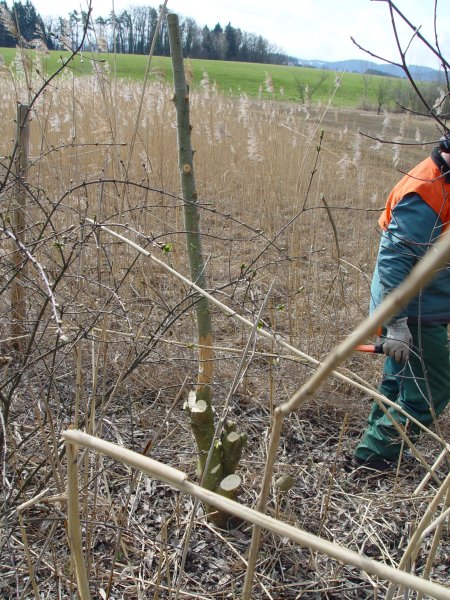 gal/diverses/Naturschutzverein/2008/Einsatz_29032008/DSC05782.JPG