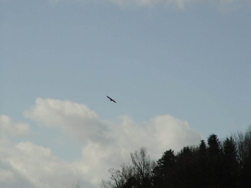 gal/diverses/Naturschutzverein/2008/Einsatz_29032008/DSC05783.JPG
