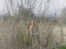 gal/diverses/Naturschutzverein/2008/Einsatz_29032008/_thb_DSC05778.JPG