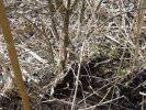 gal/diverses/Naturschutzverein/2008/Einsatz_29032008/_thb_DSC05781.JPG