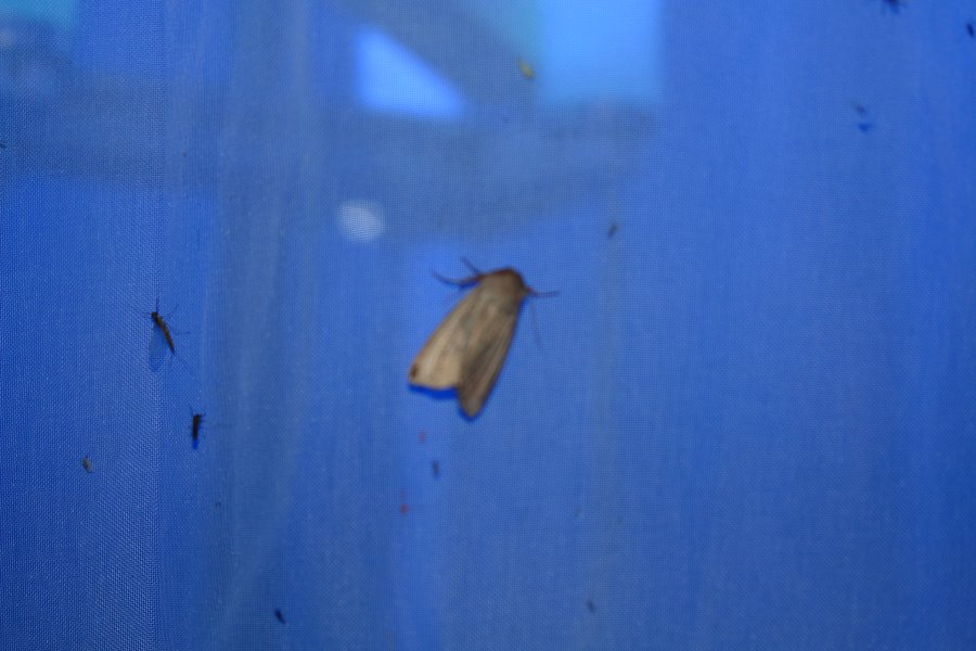 gal/diverses/Naturschutzverein/2008/Insektennacht08/DSC01120.JPG