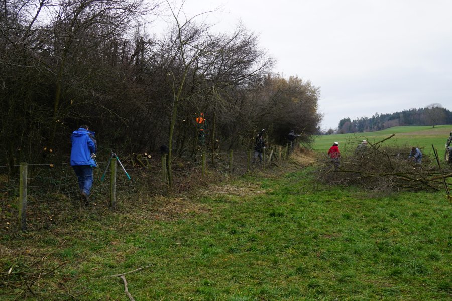 gal/diverses/Naturschutzverein/2018/Bernegg_03022018/DSC01382.JPG