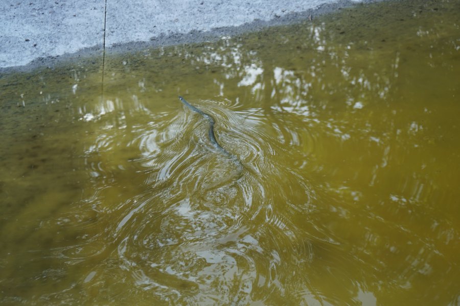gal/diverses/Naturschutzverein/2018/Gillhof_05062018/DSC02926.JPG