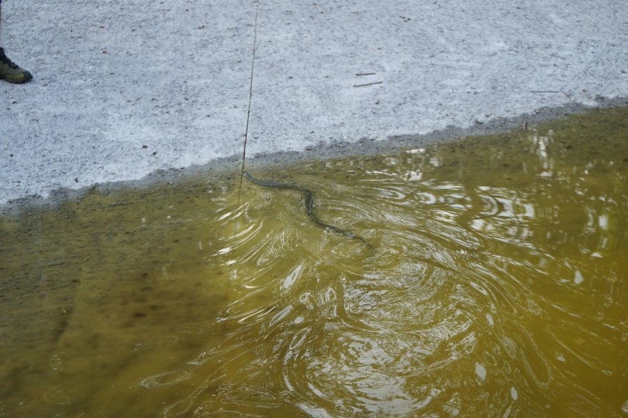 gal/diverses/Naturschutzverein/2018/Gillhof_05062018/DSC02927.JPG