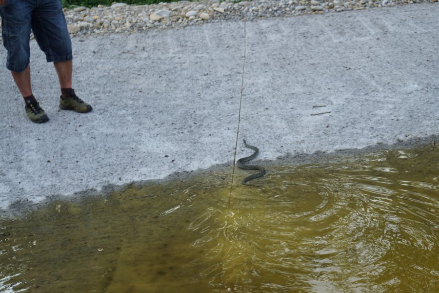 gal/diverses/Naturschutzverein/2018/Gillhof_05062018/DSC02928.JPG