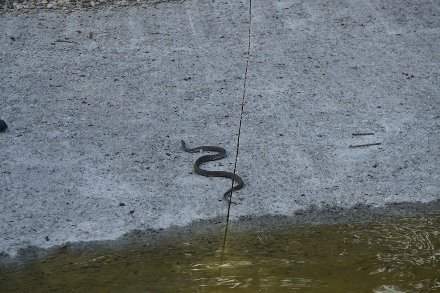 gal/diverses/Naturschutzverein/2018/Gillhof_05062018/DSC02929.JPG