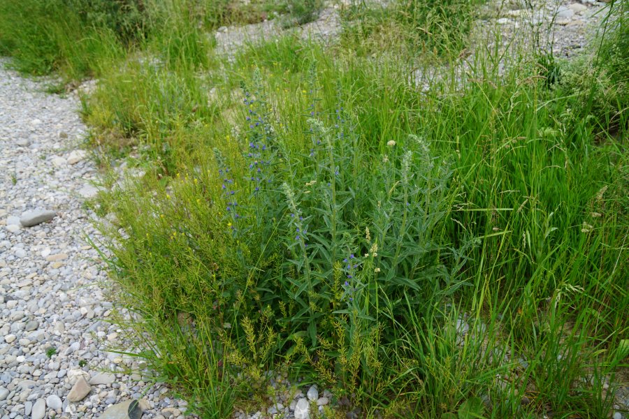 gal/diverses/Naturschutzverein/2018/Gillhof_05062018/DSC02942.JPG