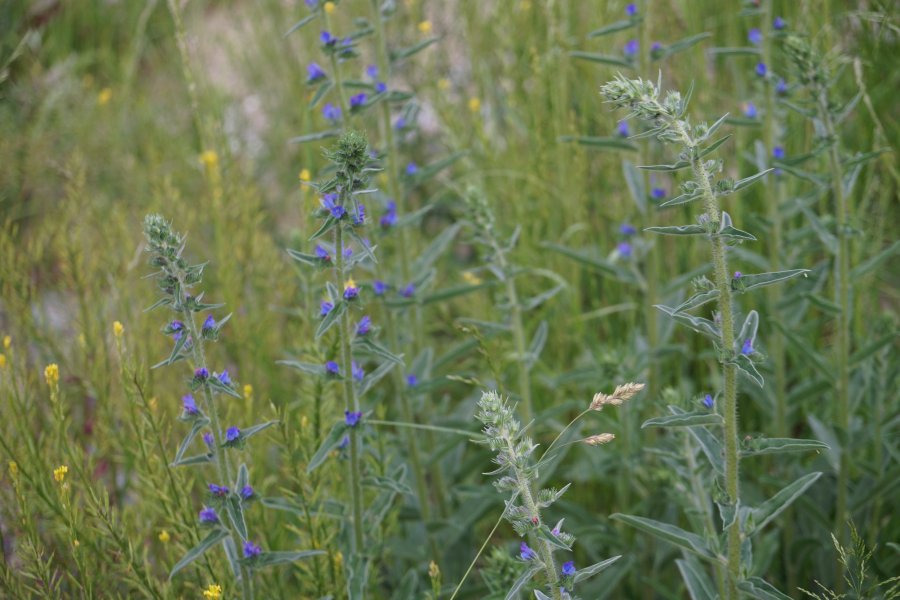 gal/diverses/Naturschutzverein/2018/Gillhof_05062018/DSC02943.JPG