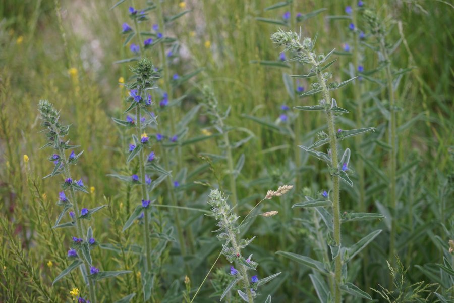 gal/diverses/Naturschutzverein/2018/Gillhof_05062018/DSC02944.JPG