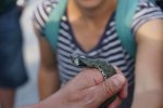 gal/diverses/Naturschutzverein/2018/Gillhof_05062018/_thb_DSC02921.JPG